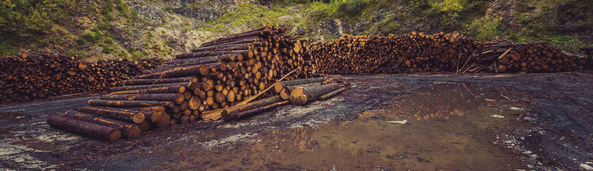 Saw Logs for Sale A&T Firewood